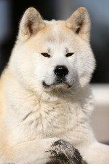 Fototapeta premium Portrait of beautiful three years old akita inu dog outdoors