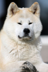 Portrait of beautiful three years old akita inu dog outdoors