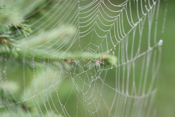 web