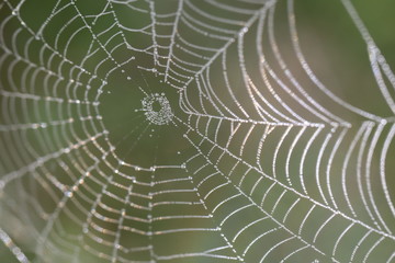 spider web with water drops