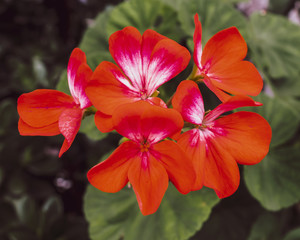 Red flowers close-up