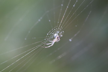web
