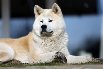  Outdoor close up portrait of an akita dog or akita inu japanese akita
