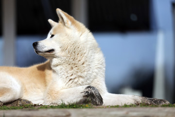  Outdoor close up portrait of an akita dog or akita inu japanese akita