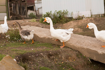 goose, bird white