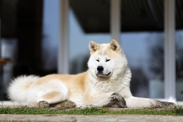  Outdoor close up portrait of an akita dog or akita inu japanese akita