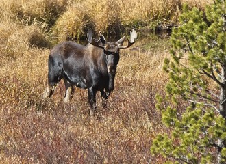 Bull Moose
