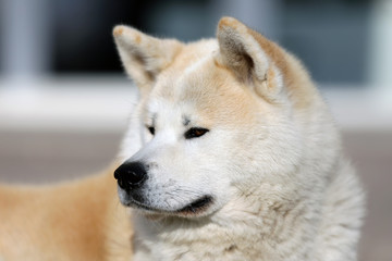 Outdoor close up portrait of an akita dog or akita inu japanese akita