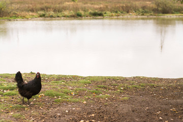 chicken domestic feathers,