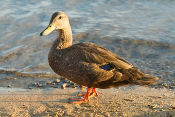 Duck at water's edge