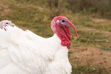 turkey nature agriculture