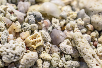 Macro pattern from pieces of sinks and corals on the beach