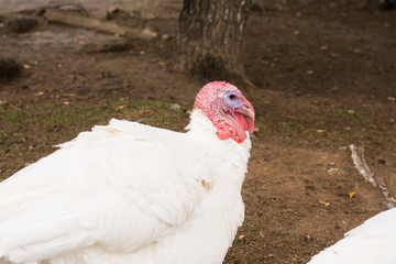 Fototapeta premium turkey nature agriculture