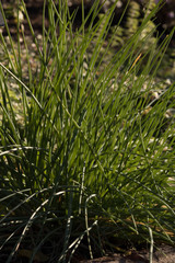 fresh chives in the garden
