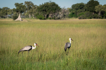 Two Wattled Cranes walk through the tall grass in the Okavango Delta, Botswana