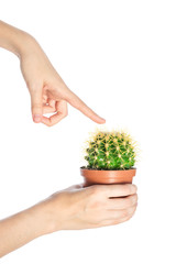 Naklejka na ściany i meble Female finger touch prickly cactus isolate on white background. Concept of risk and a danger
