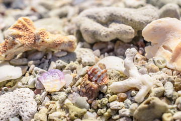 Macro pattern from pieces of sinks and corals on the beach