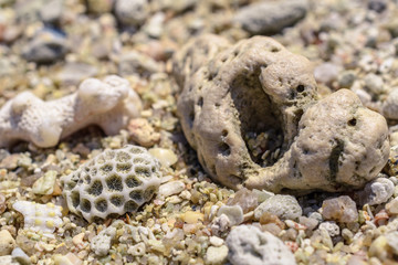Macro pattern from pieces of sinks and corals on the beach