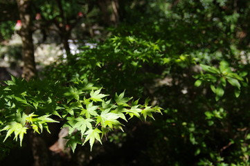 Fototapeta premium 緑色のモミジ