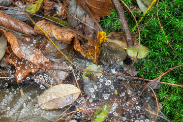 bosco autunnale con muschi e gocce di pioggia in una tela di ragno