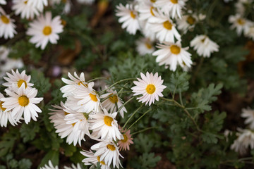 daisies in the garden