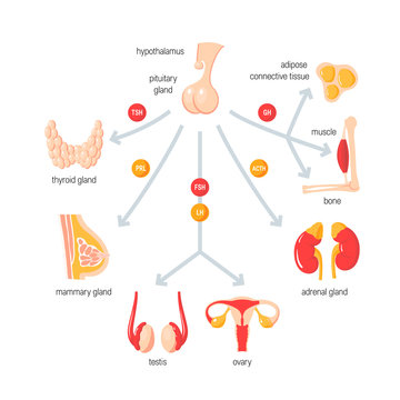 Function of endocrine system. Simple vector infographic in flat style