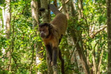 Capuchin Monkey in the Monkeyland Primate Sanctuary