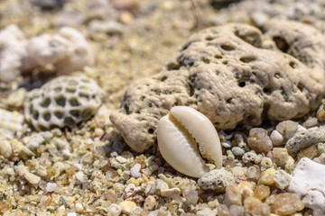 Macro pattern from pieces of sinks and corals on the beach