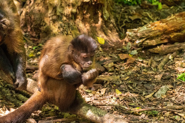 Capuchin Monkey in the Monkeyland Primate Sanctuary