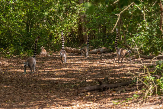 Kattas in the Monkeyland Primate Sanctuary