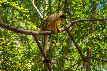 Squirrel Monkey in the Monkeyland Primate Sanctuary