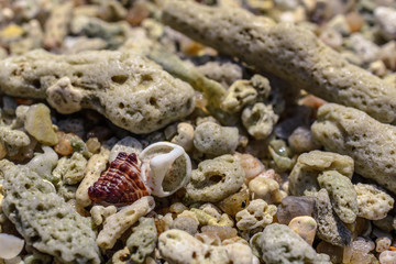 Macro pattern from pieces of sinks and corals on the beach