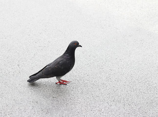 pigeon on the street.