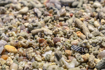 Macro pattern from pieces of sinks and corals on the beach