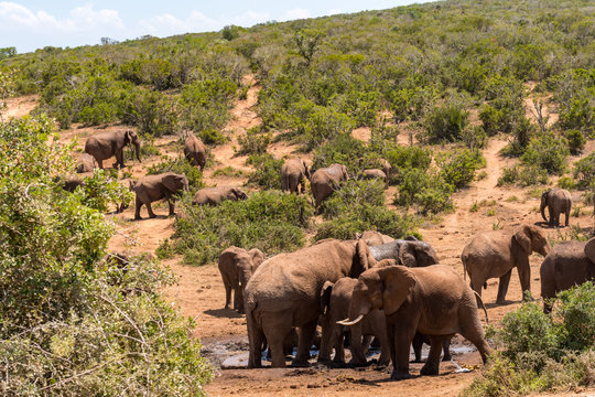 Elephant in the Addo Elephant National Park