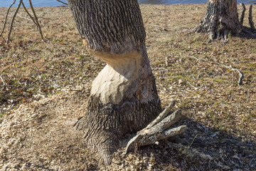 Trunk of a tree badly damaged by beavers, winter, horizontal aspect