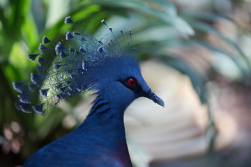 birds portrait