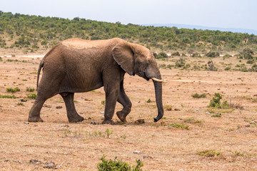 Elephant in the Addo Elephant National Park
