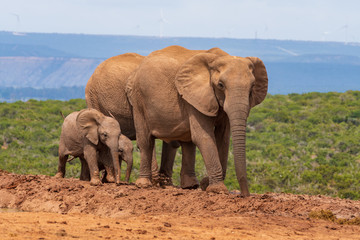 Fototapeta na wymiar Elephant in the Addo Elephant National Park