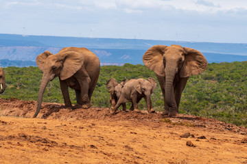 Fototapeta na wymiar Elephant in the Addo Elephant National Park