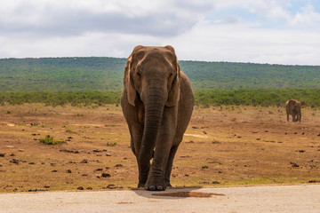 Elephant in the Addo Elephant National Park