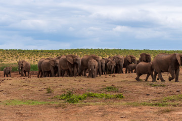 Naklejka na ściany i meble Elephant in the Addo Elephant National Park