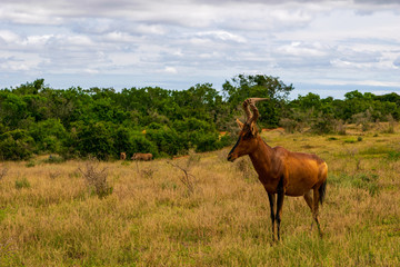 Big red hartebeest
