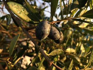 olive  olio puglia