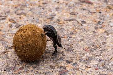 Dungbeetle in action