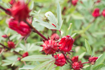 red roselle flowers