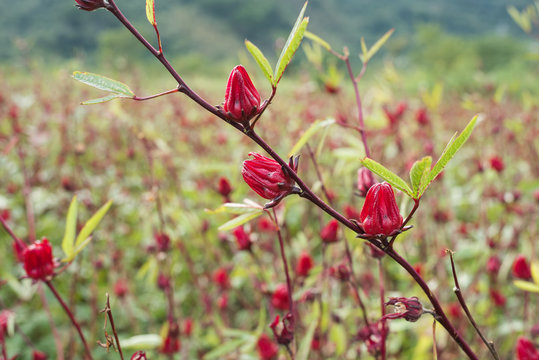 red roselle flowers
