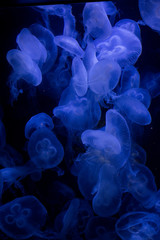 Moon jellyfish (Aurelia labiata ).