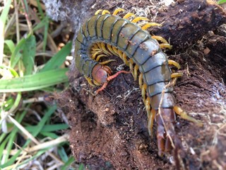 scalopendra cataracta