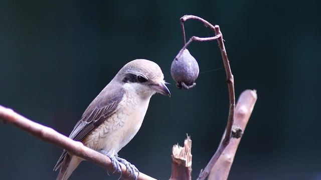Pirok Pirok bird perch on Twig. close up